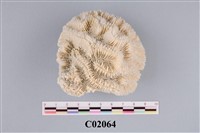 藏品(珊瑚化石)的圖片